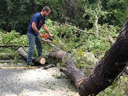 Best Tree and Shrub Care  in Hatboro, PA