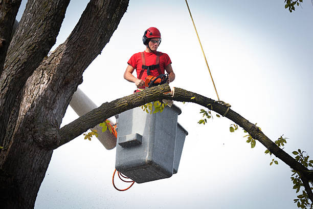 Best Storm Damage Tree Cleanup  in Hatboro, PA