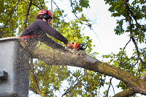 Best Lot and Land Clearing  in Hatboro, PA